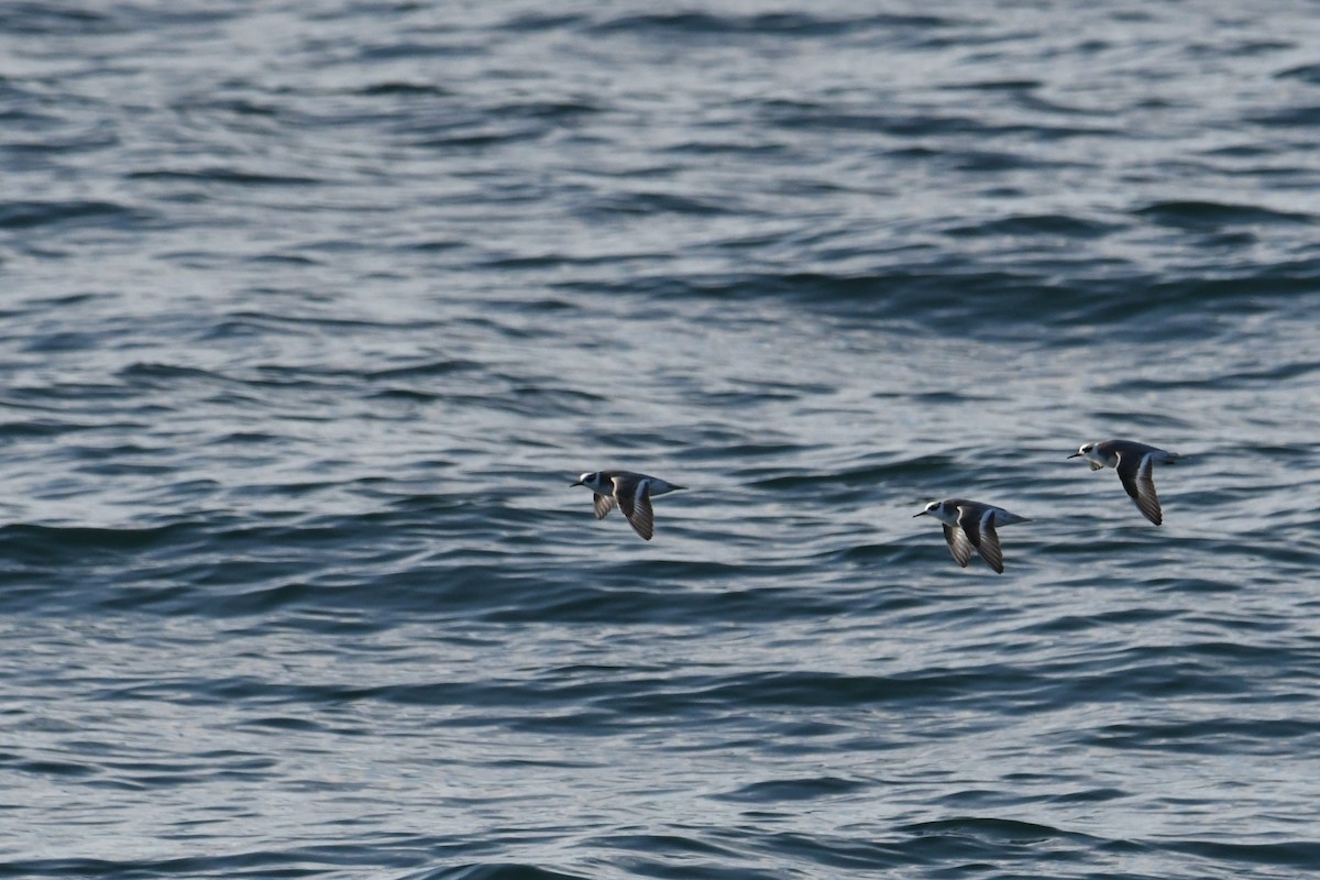 polarsvømmesnipe - ML647650725