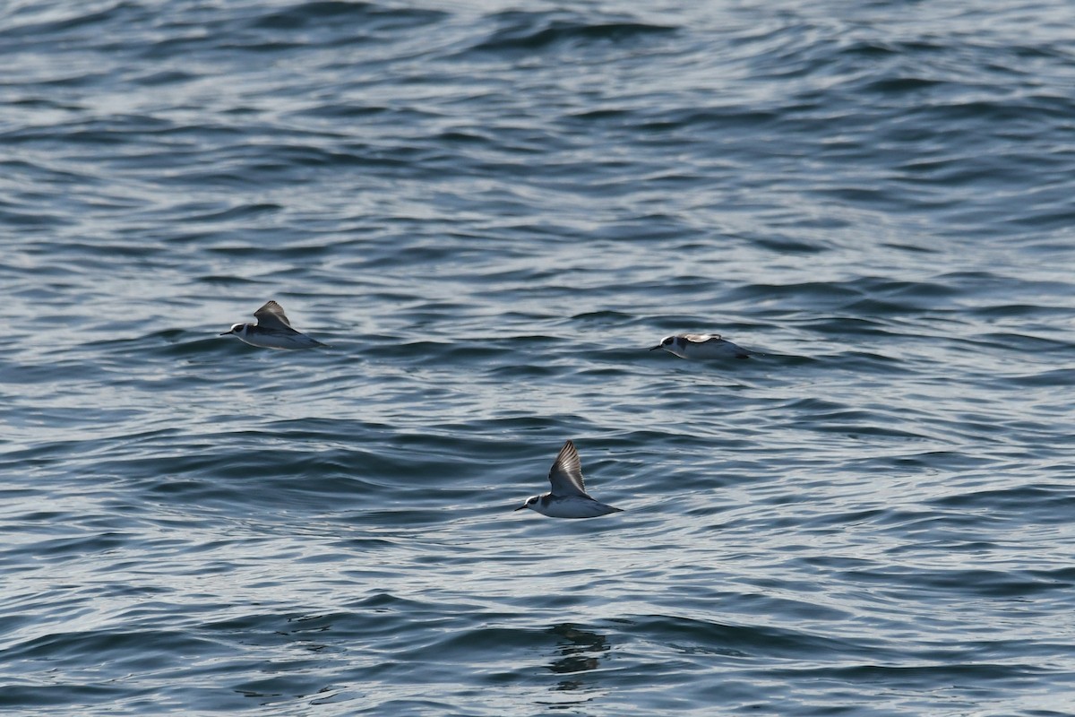 polarsvømmesnipe - ML647650726