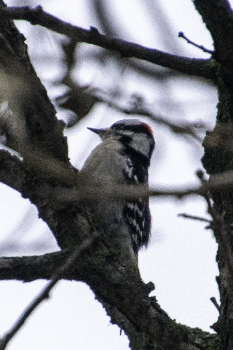 dunspett - ML647650728