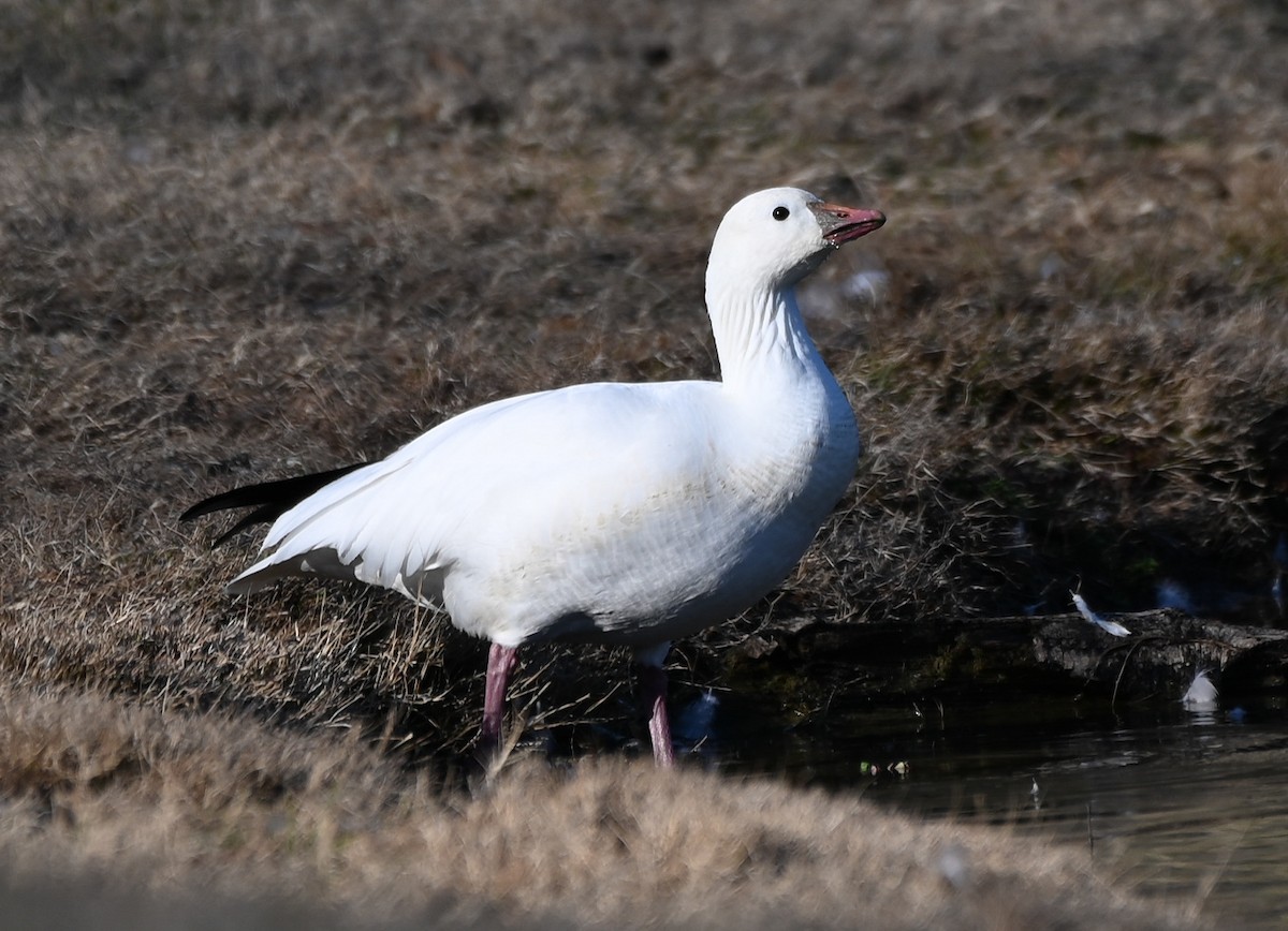 eskimogås - ML647650731