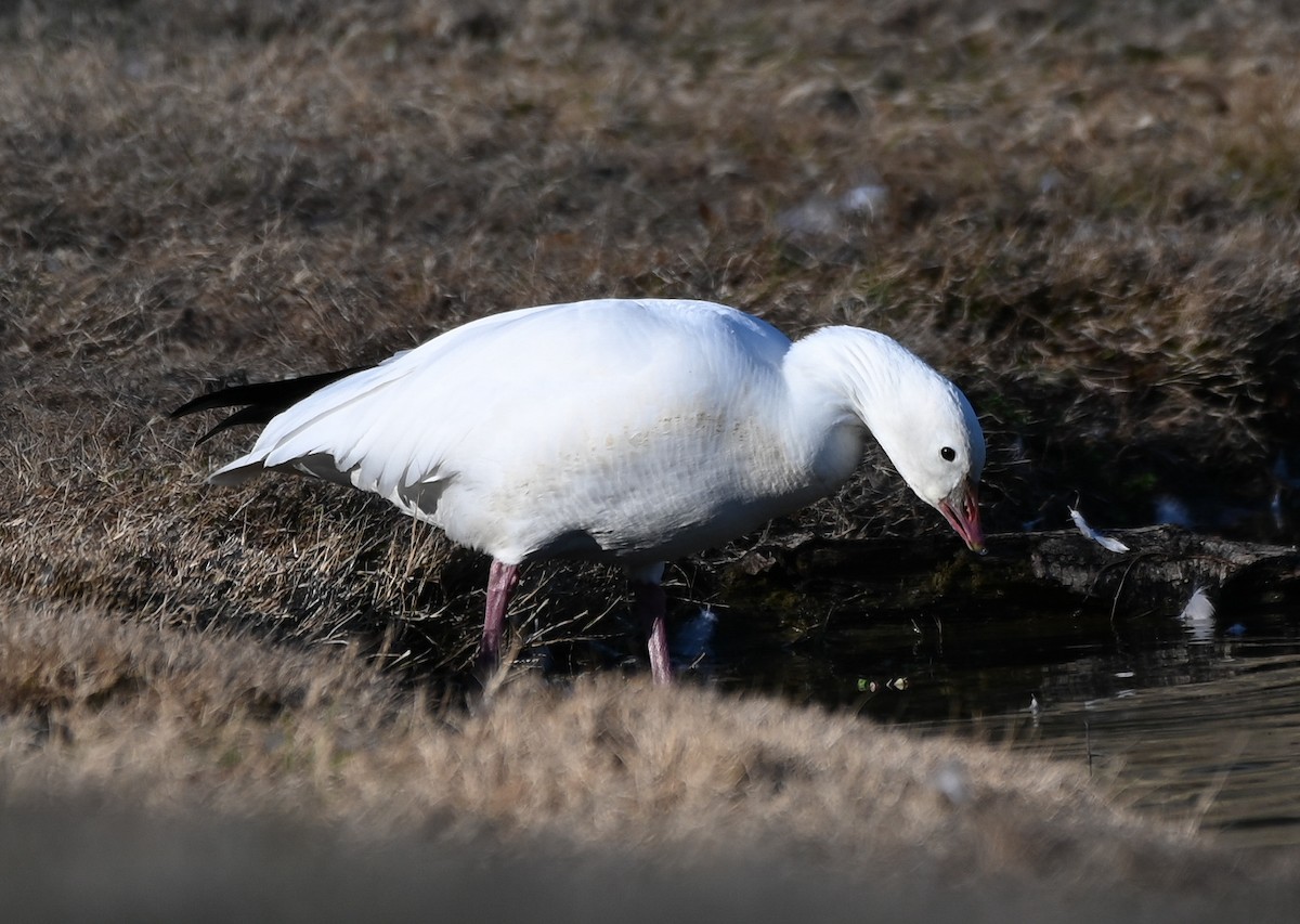 eskimogås - ML647650732