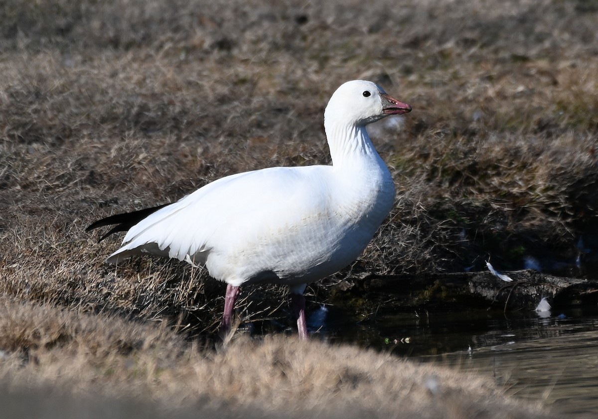 eskimogås - ML647650733