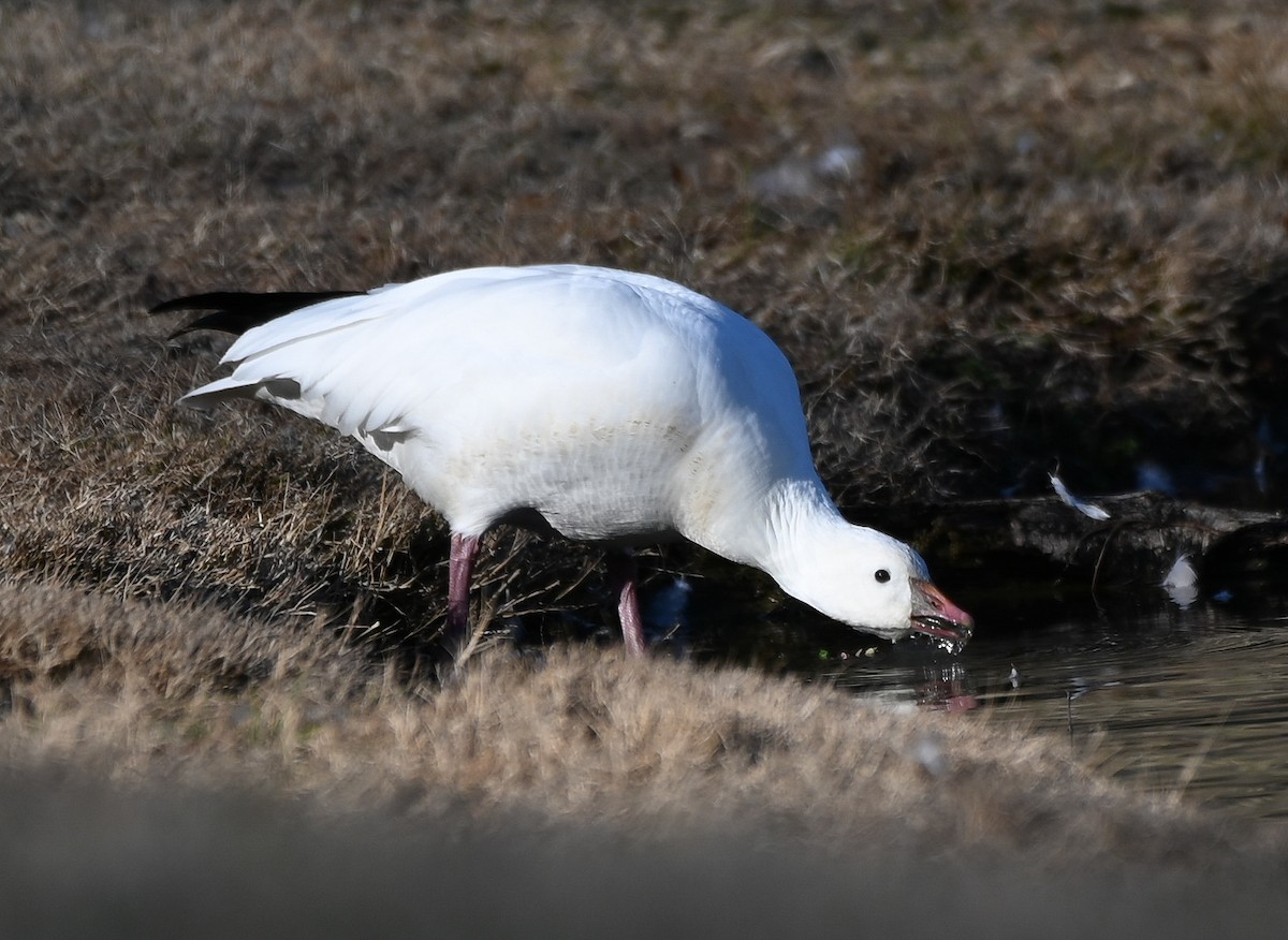 eskimogås - ML647650734