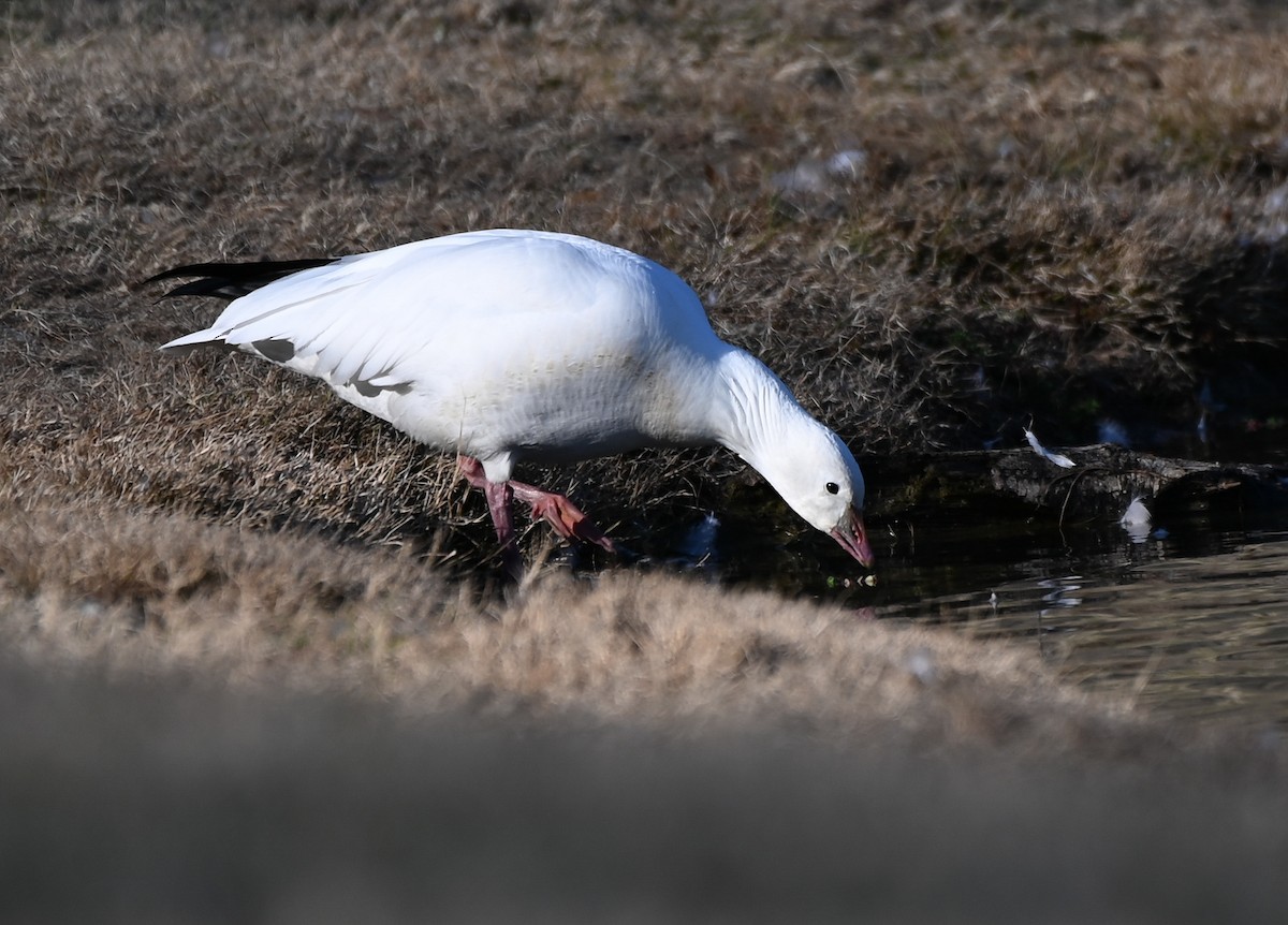 eskimogås - ML647650735