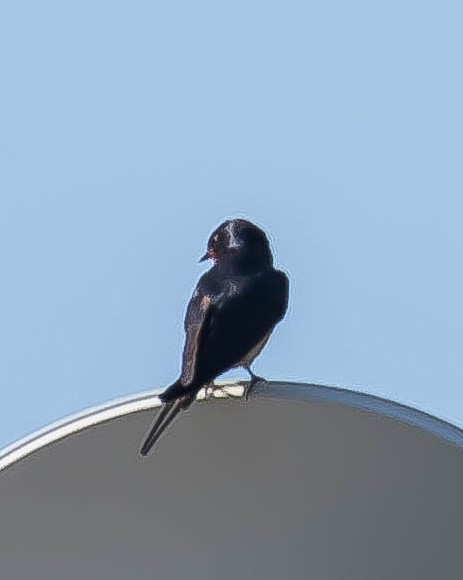 låvesvale - ML647650738