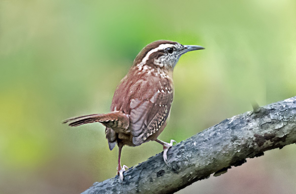 vintersmett - ML647650739