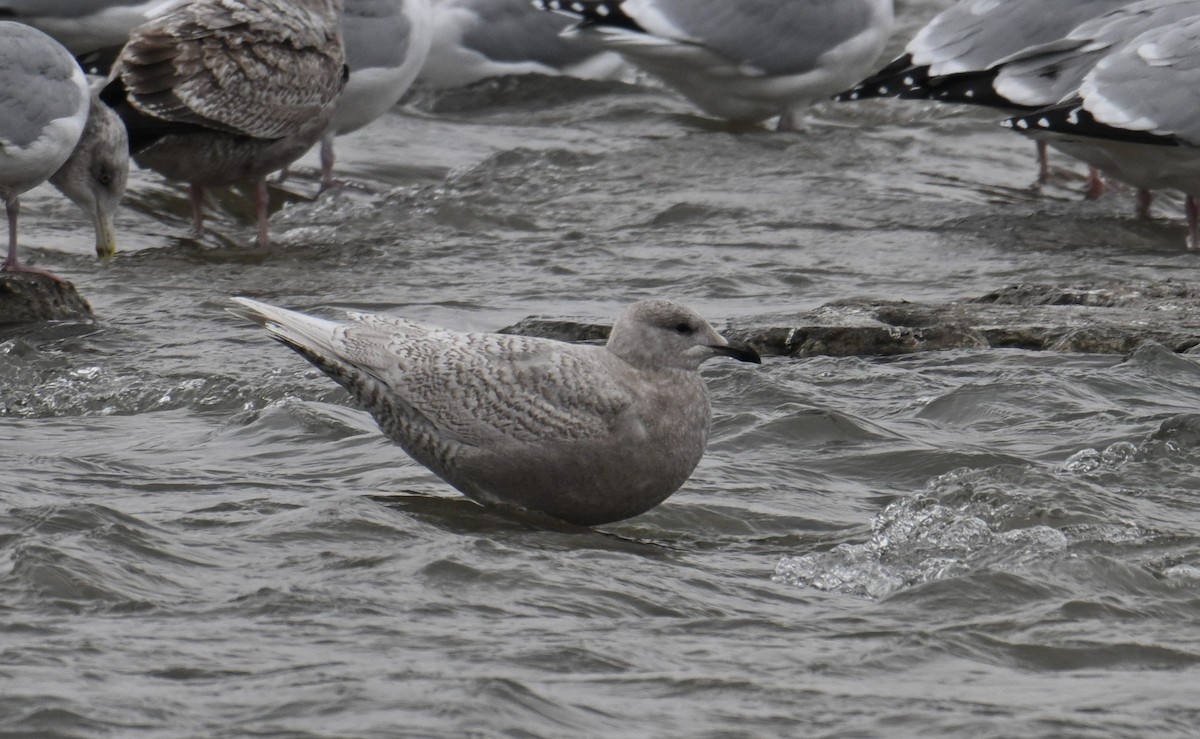 grønlandsmåke - ML647650740