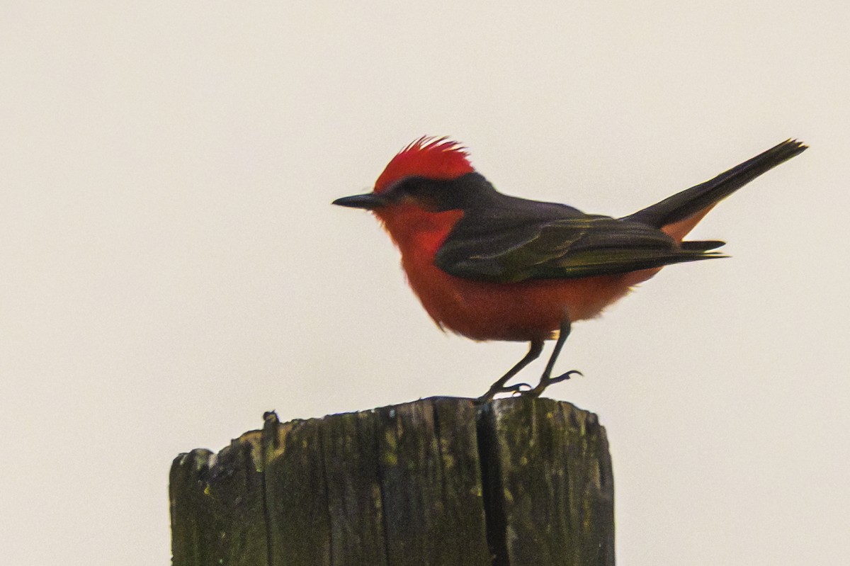 rubintyrann - ML647650743