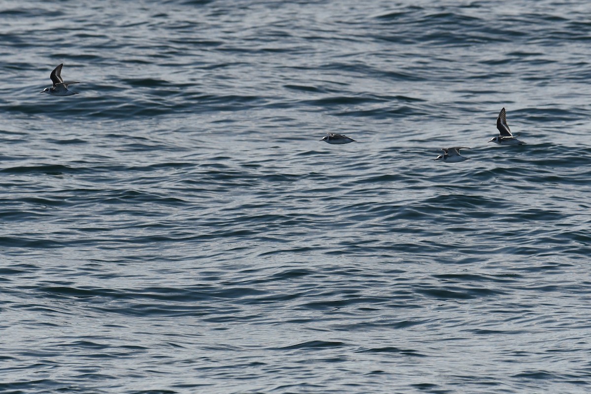 polarsvømmesnipe - ML647650746