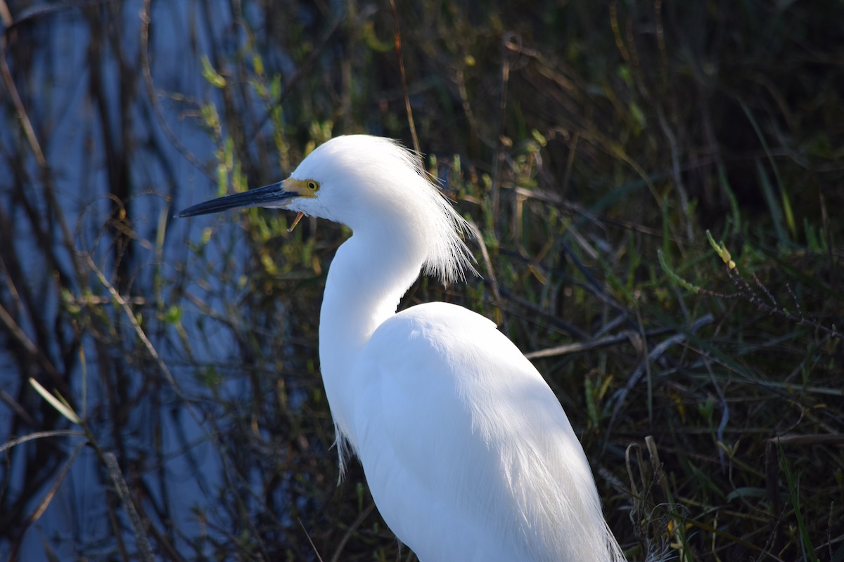 snøhegre - ML647650749