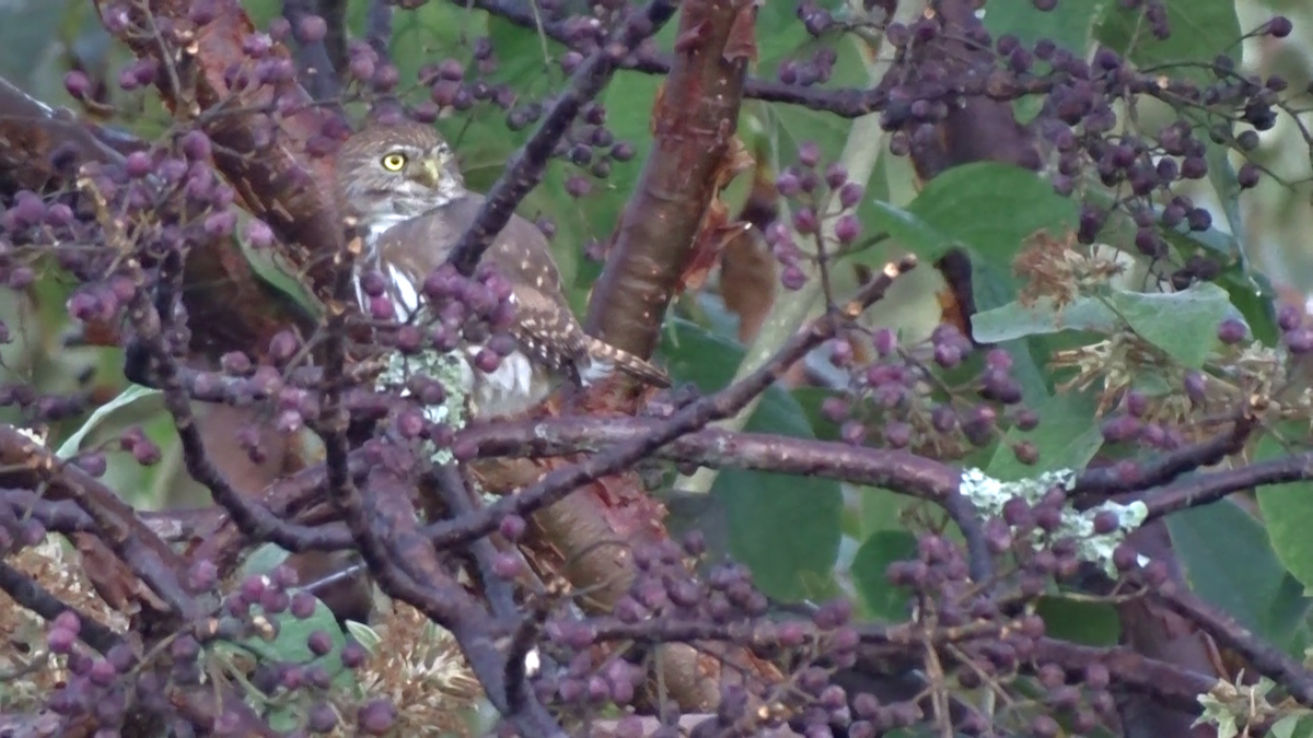 øgleugle - ML647650750