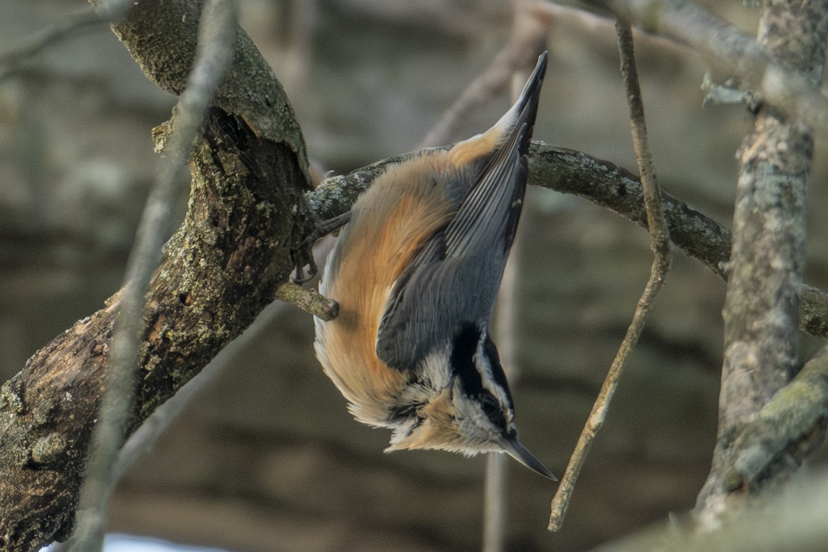 rustspettmeis - ML647650755