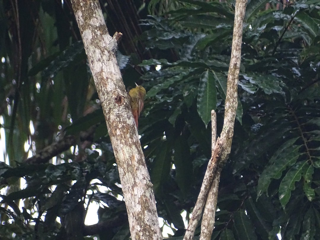 gråhodetreløper - ML647650756