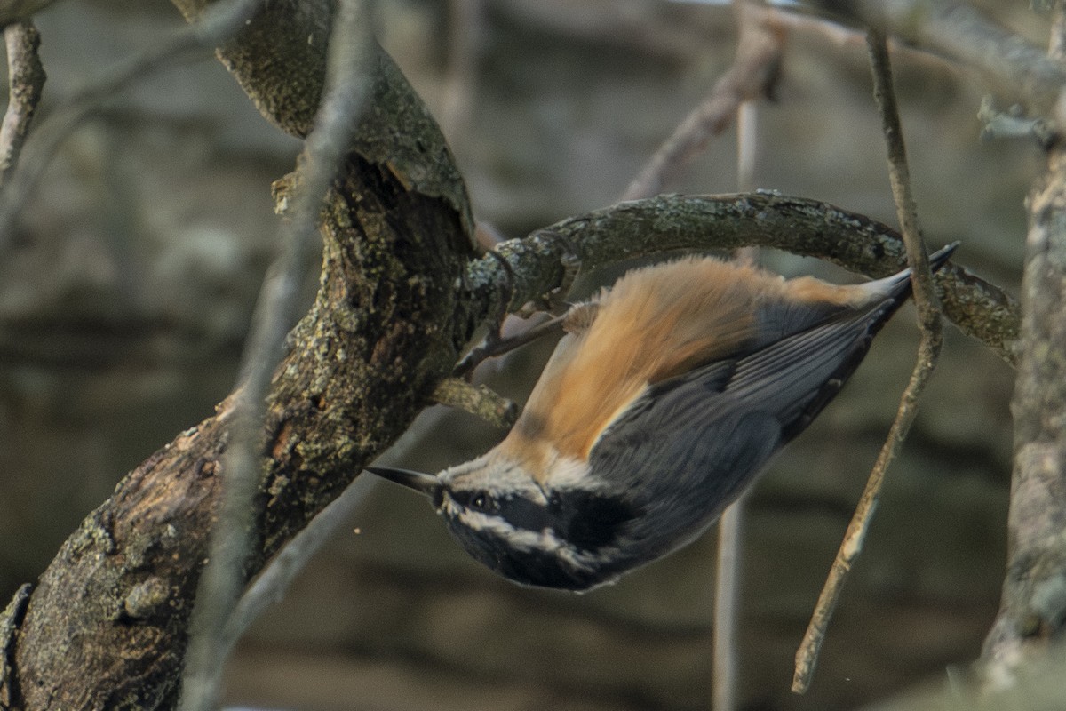 rustspettmeis - ML647650757