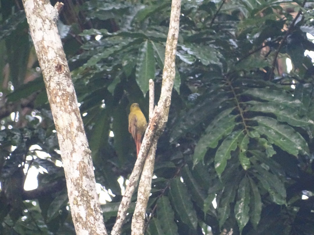 gråhodetreløper - ML647650758