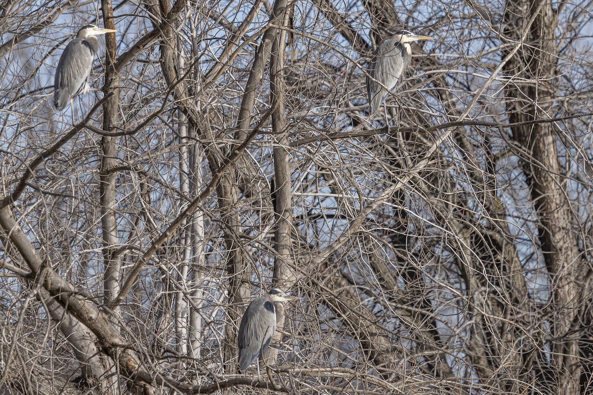 Great Blue Heron - ML647650771