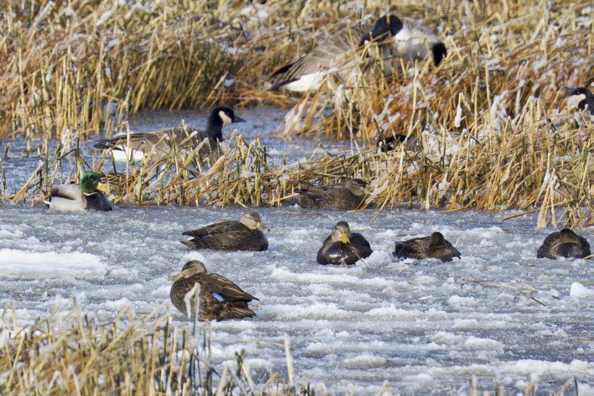 American Black Duck - ML647650777
