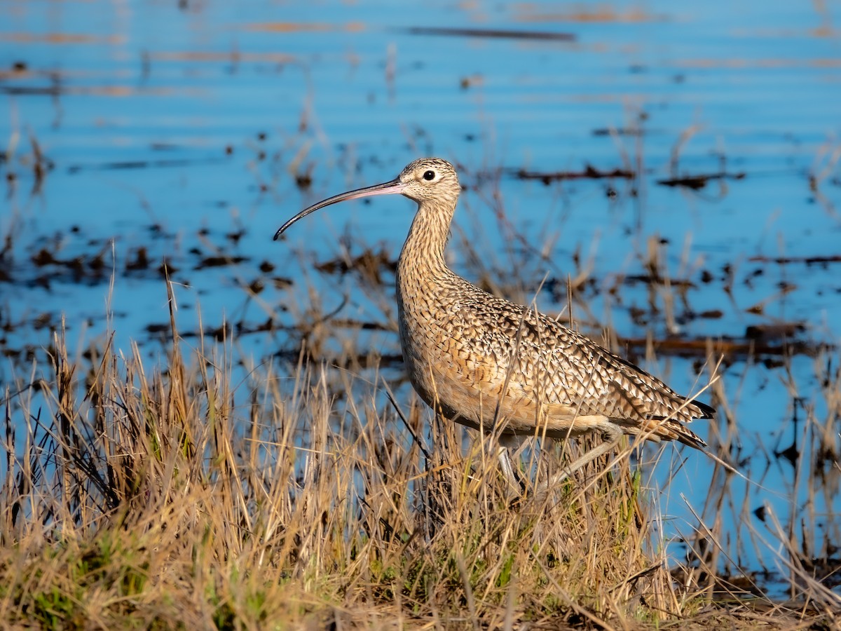 Long-billed Curlew - ML647650784