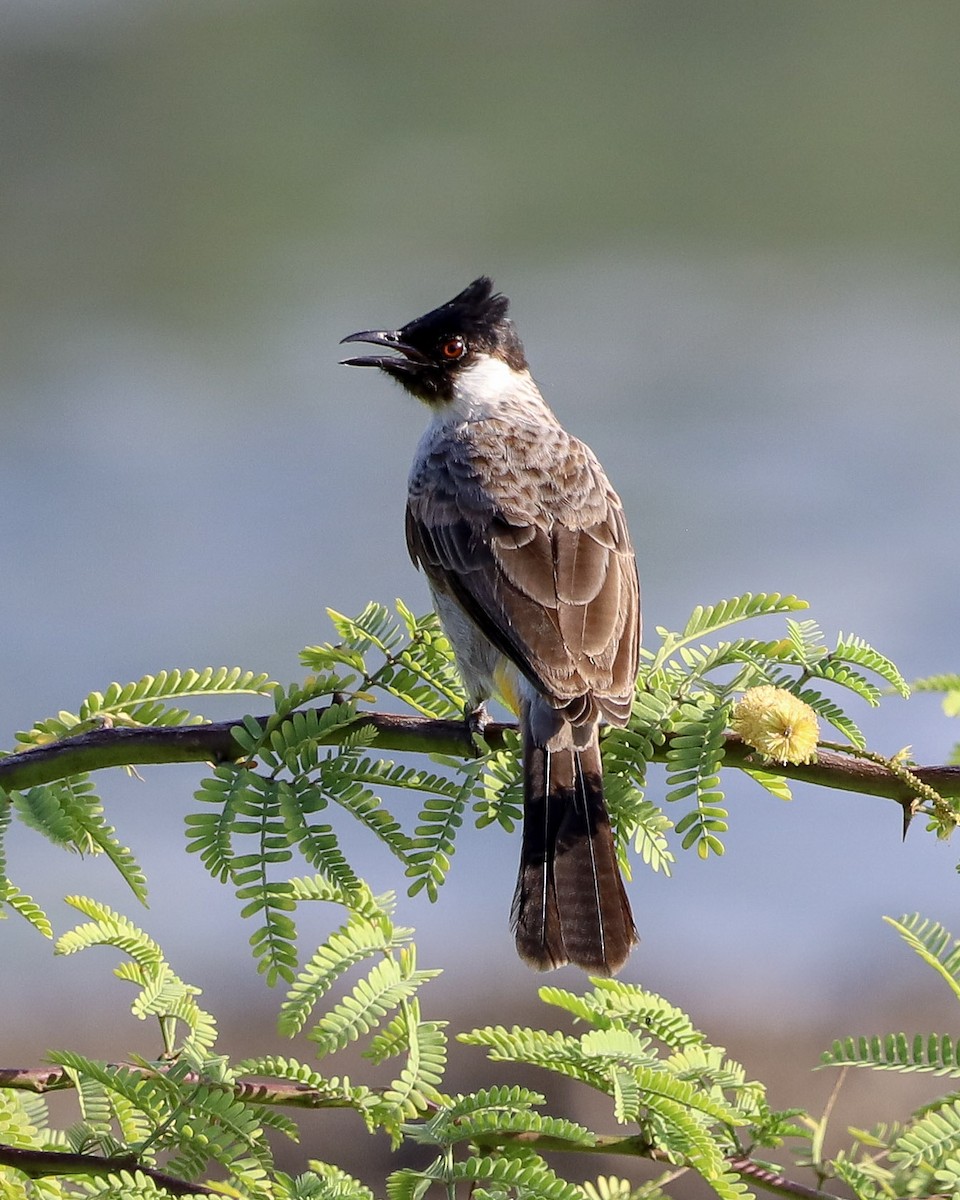 Sooty-headed Bulbul - ML647650786