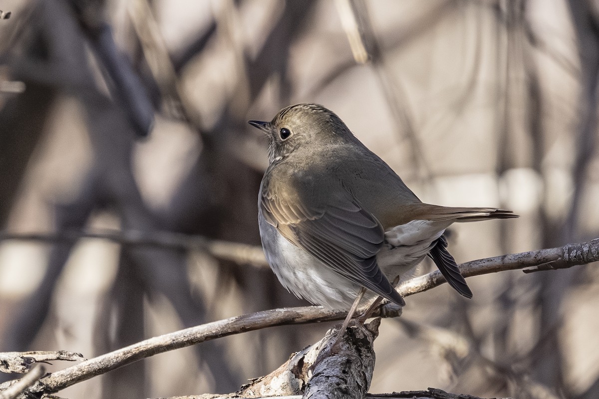 Hermit Thrush - ML647650791