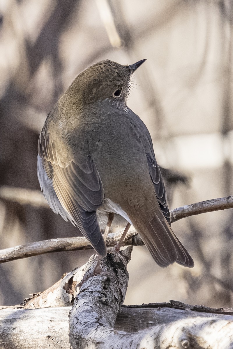 Hermit Thrush - ML647650792