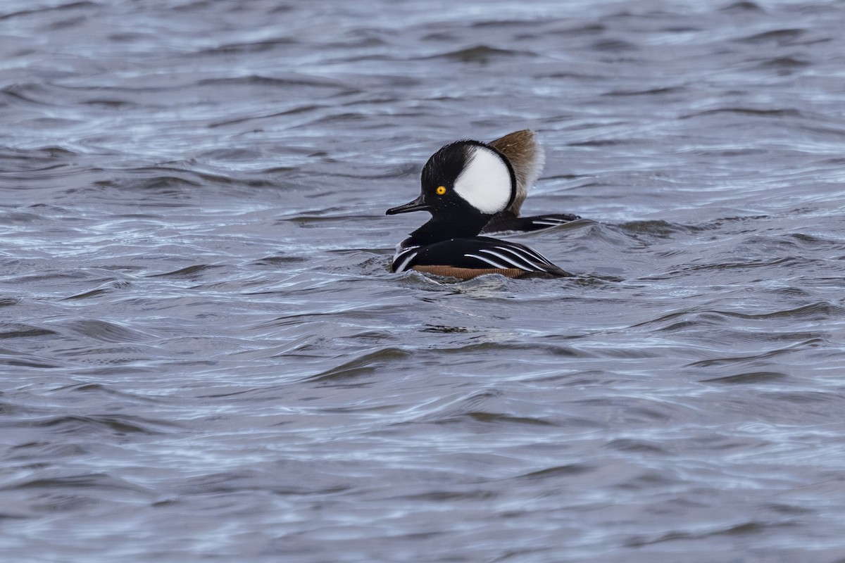 Hooded Merganser - ML647650797