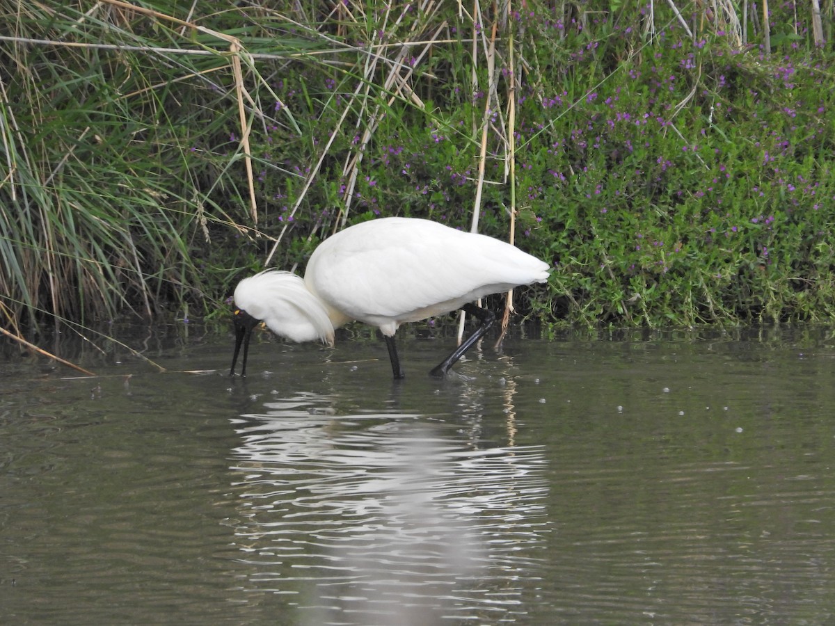 Косар королівський - ML647650801