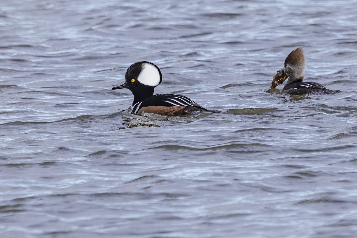 Hooded Merganser - ML647650802