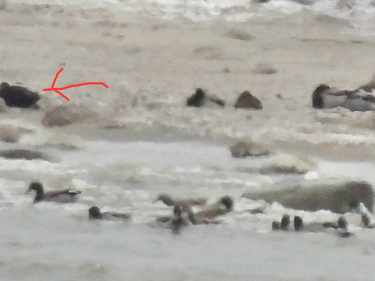 American Black Duck - ML647650805