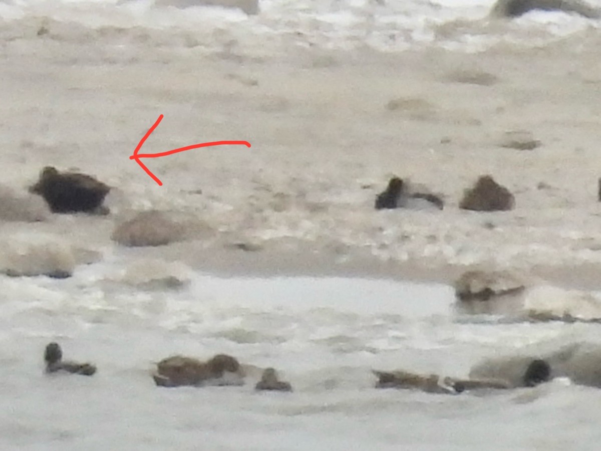 American Black Duck - ML647650807