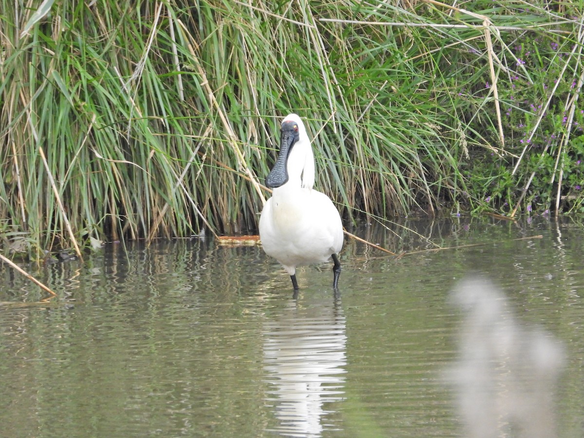 Косар королівський - ML647650826