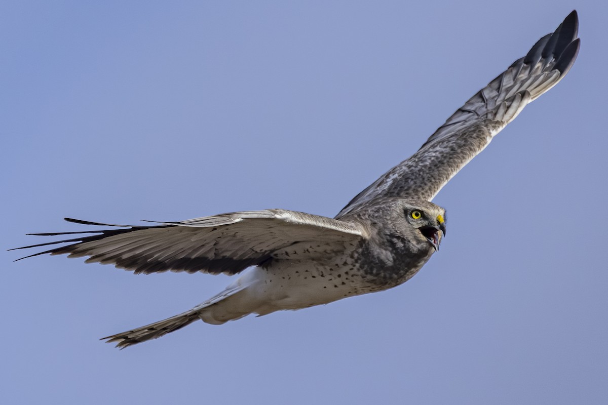 Northern Harrier - ML647650837