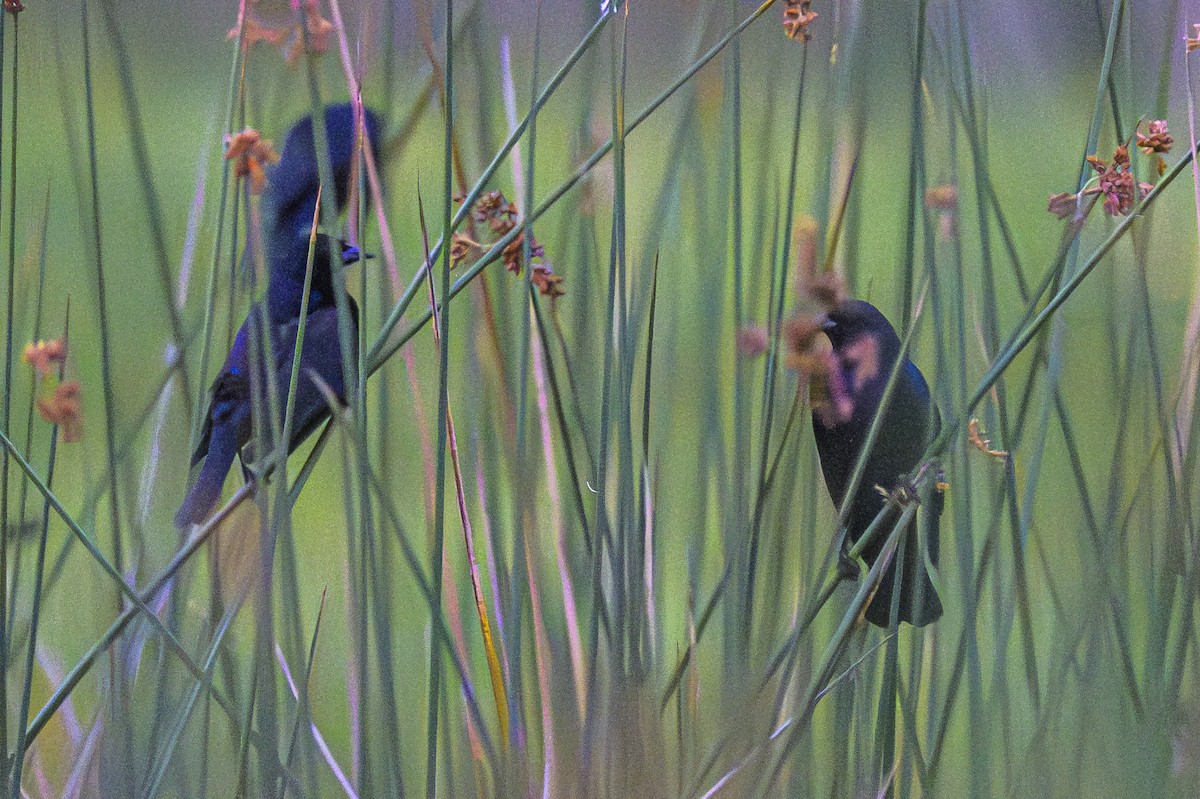 テリバネコウウチョウ - ML647650838