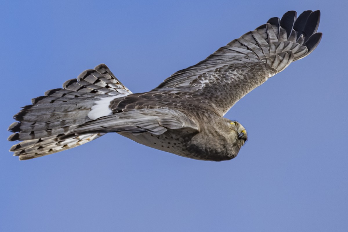 Northern Harrier - ML647650840