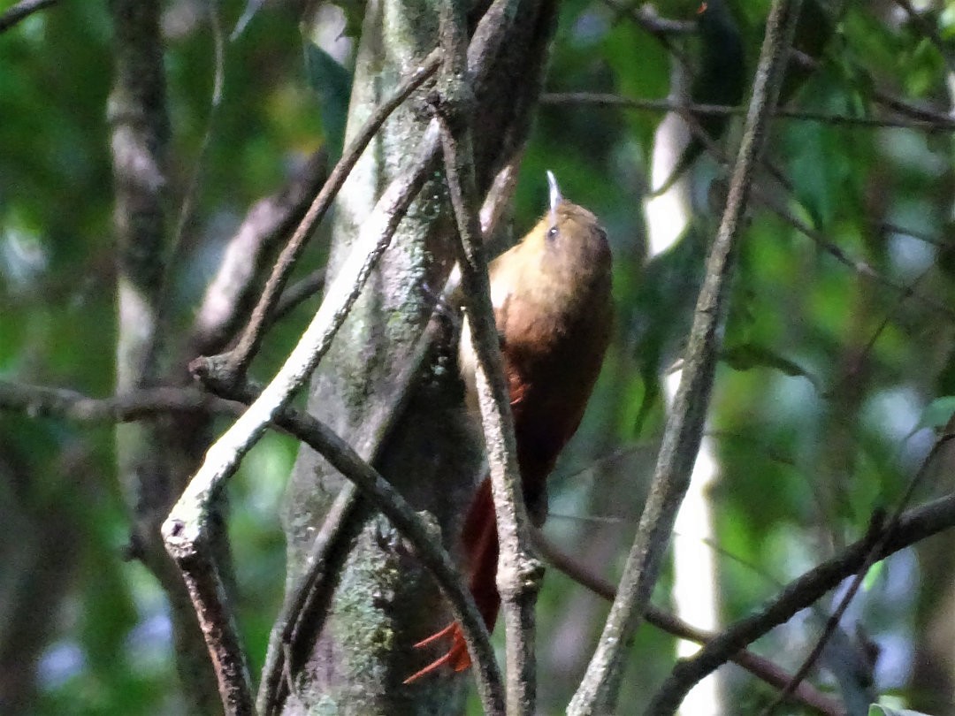 Olivaceous Woodcreeper - ML647650841