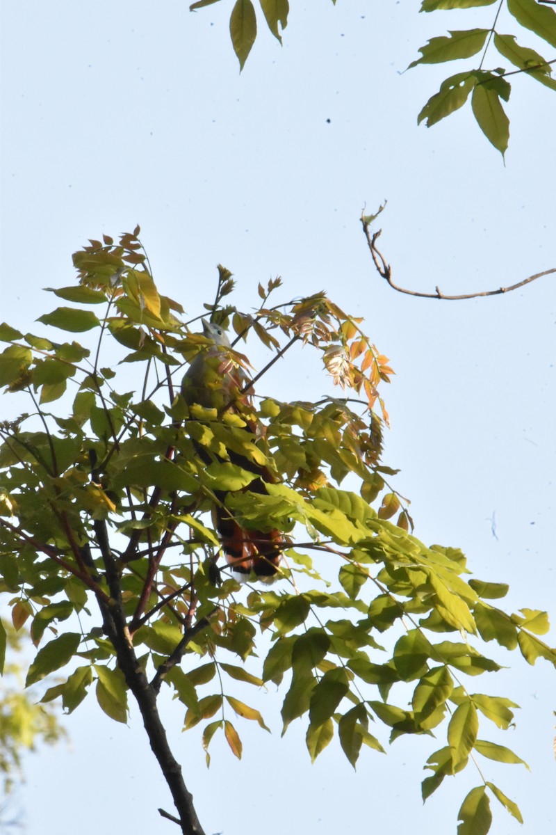 クリイロバンケンモドキ - ML647650842