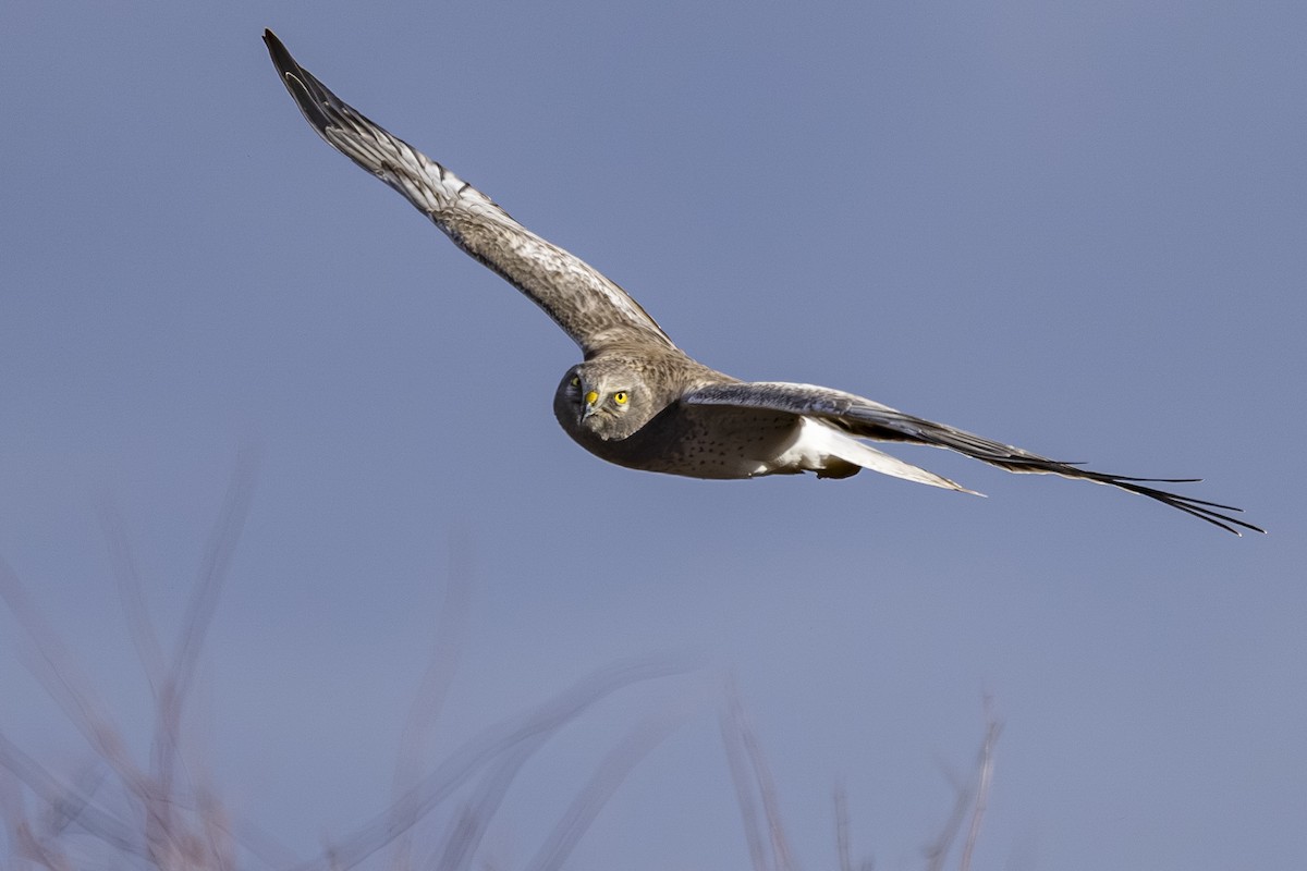 Northern Harrier - ML647650845