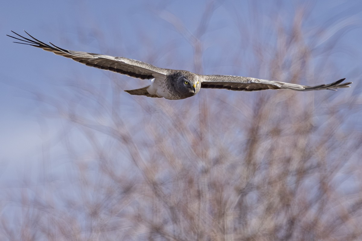 Northern Harrier - ML647650849