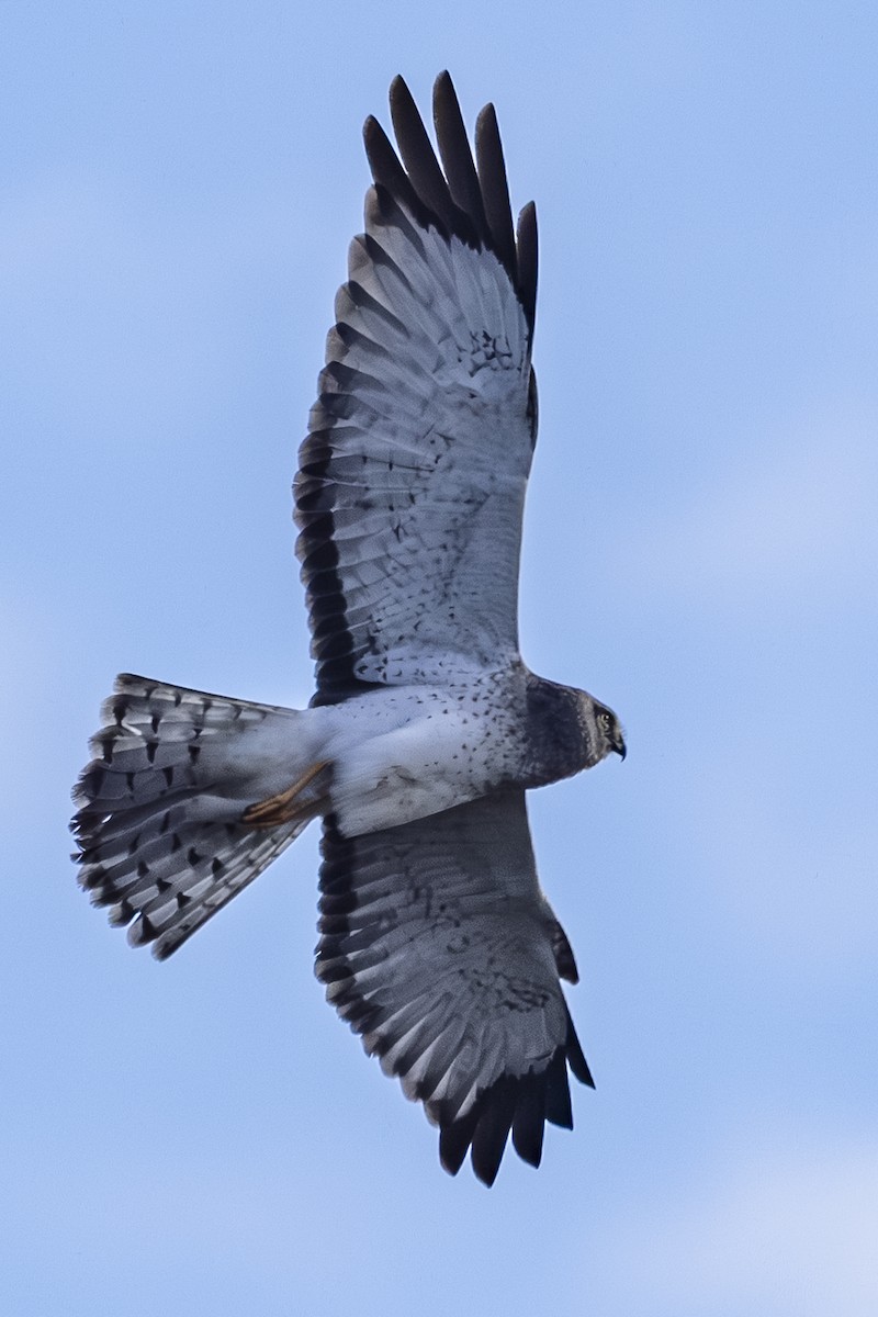 Northern Harrier - ML647650851