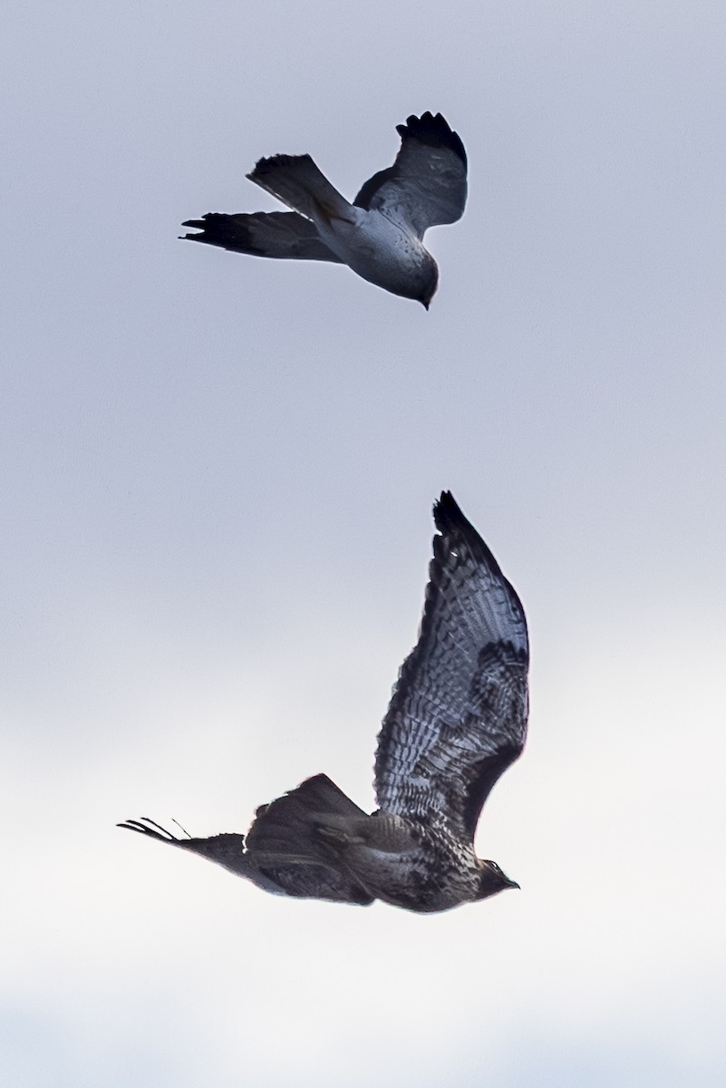 Northern Harrier - ML647650859