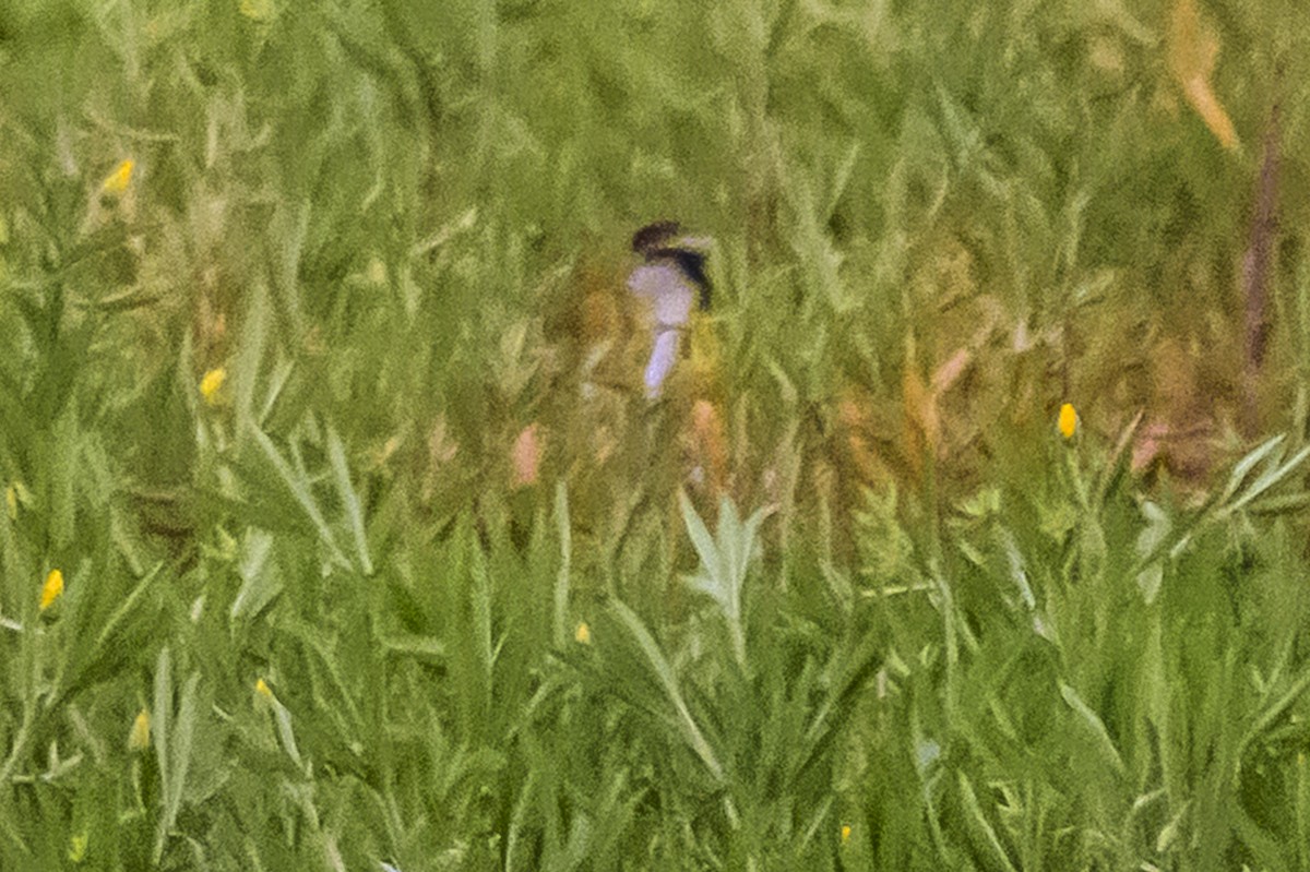 ナンベイレンカク - ML647650866