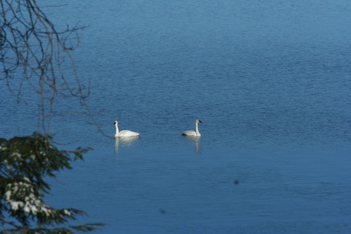 ナキハクチョウ - ML647650871