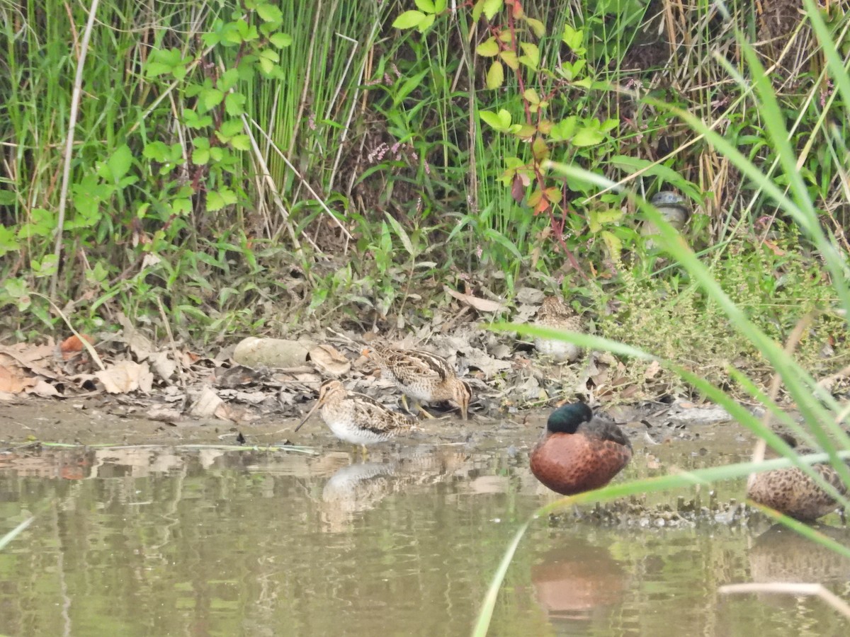 オオジシギ - ML647650873