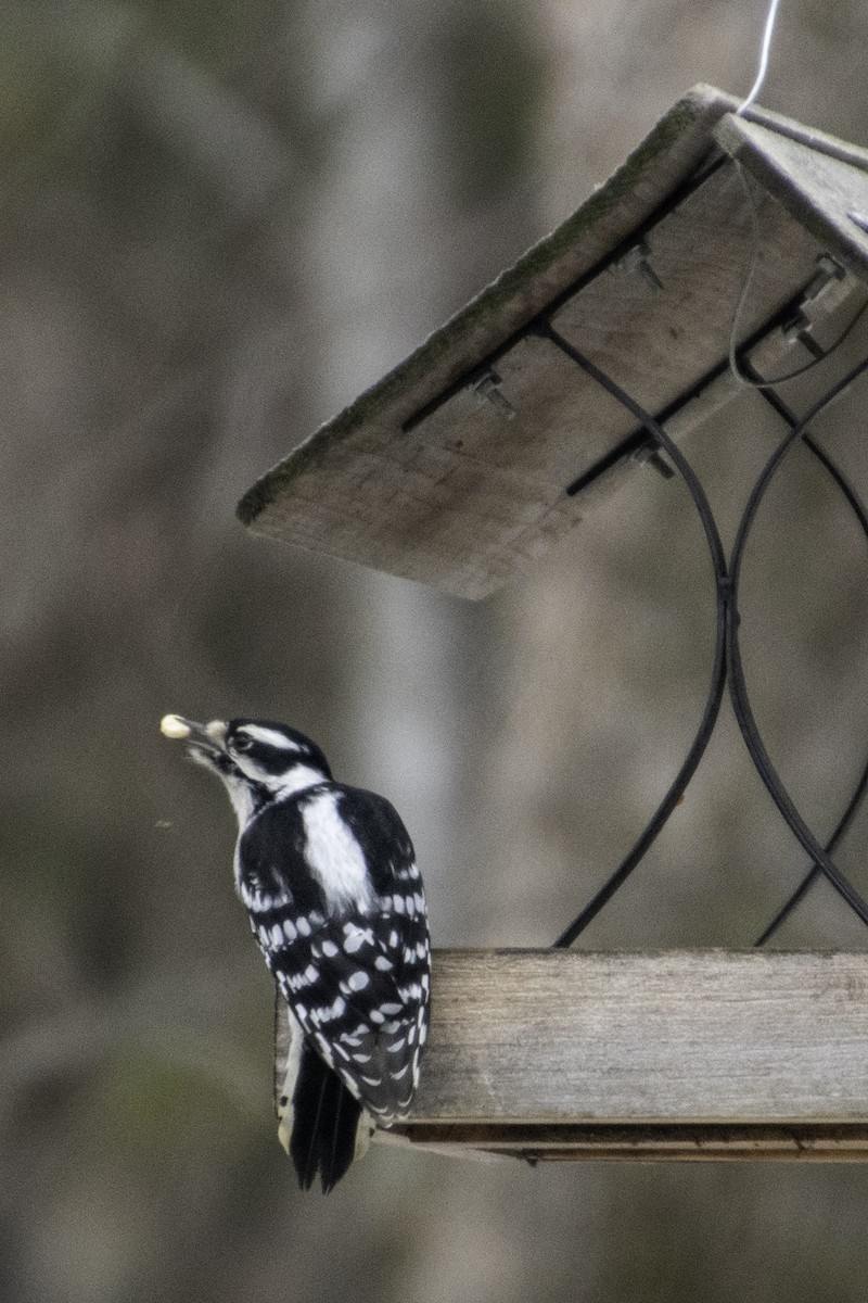 セジロコゲラ - ML647650878