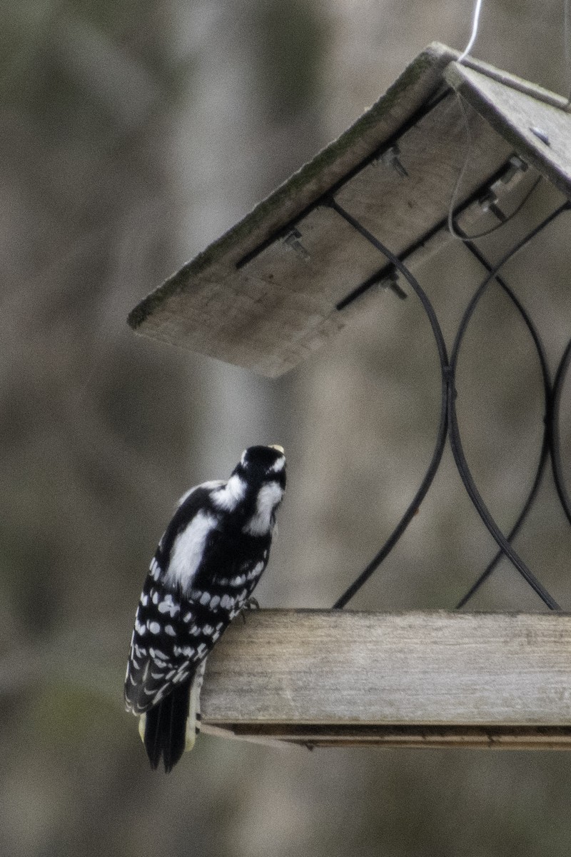 セジロコゲラ - ML647650879