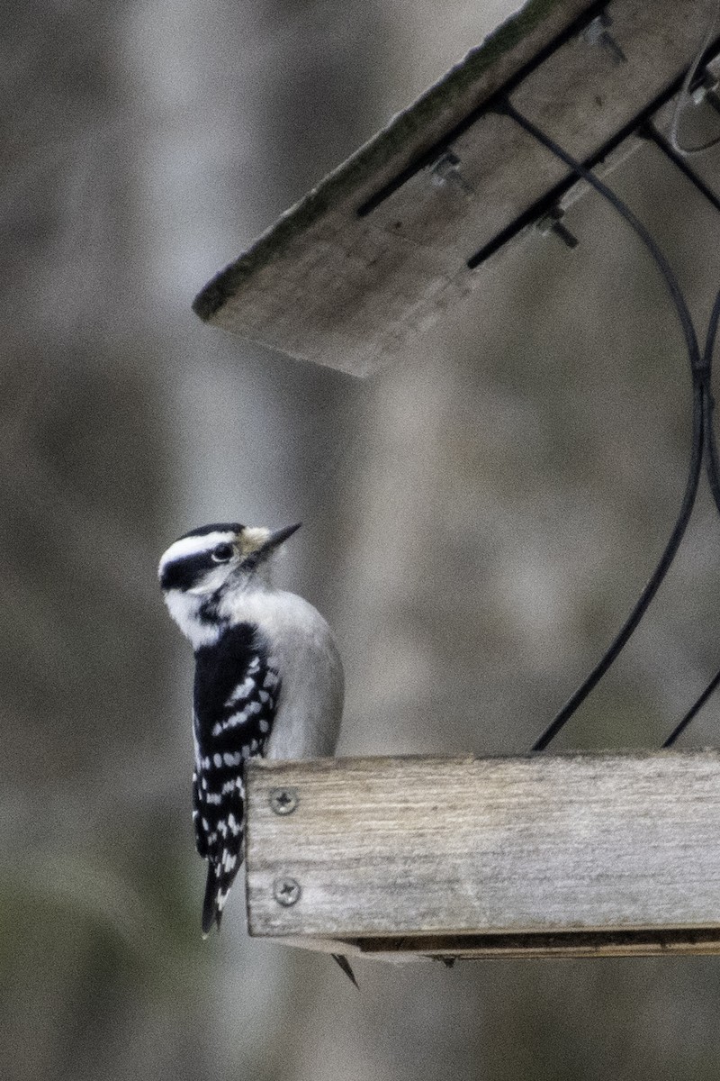 セジロコゲラ - ML647650880