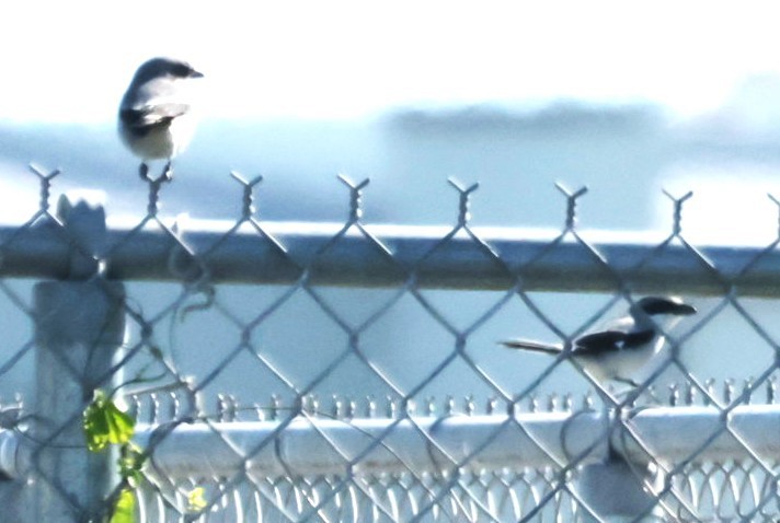 アメリカオオモズ - ML647650881