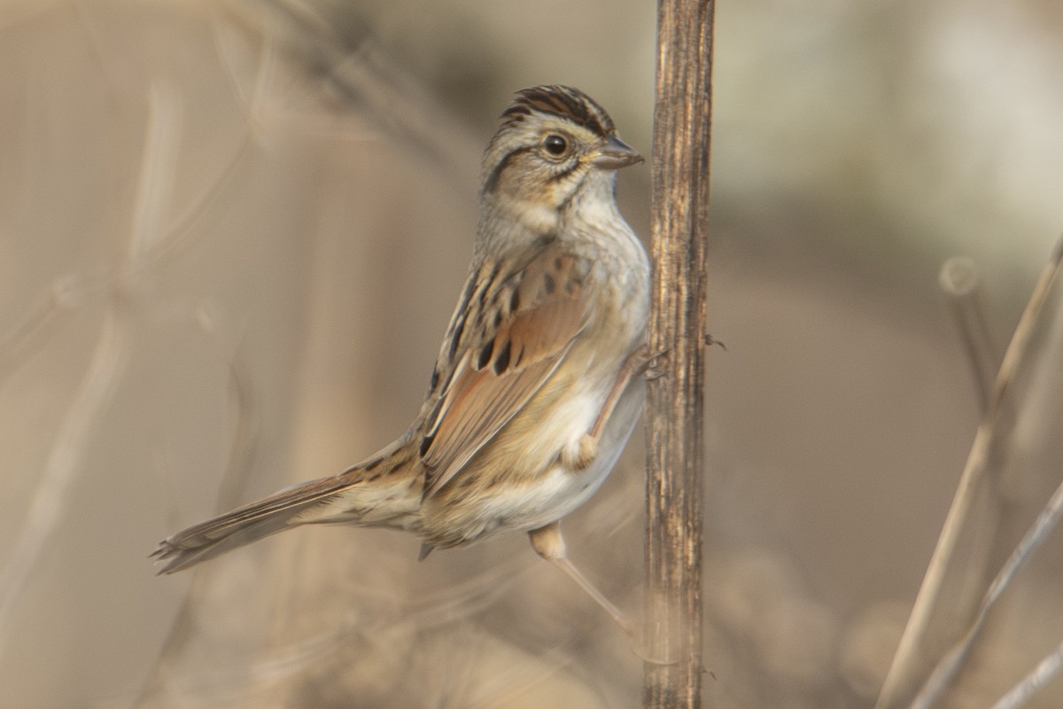 ヌマウタスズメ - ML647650882