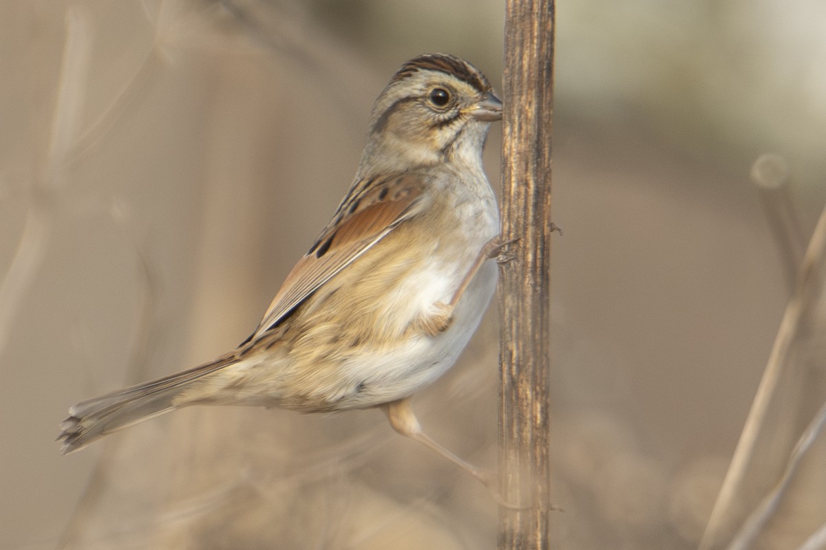 ヌマウタスズメ - ML647650883