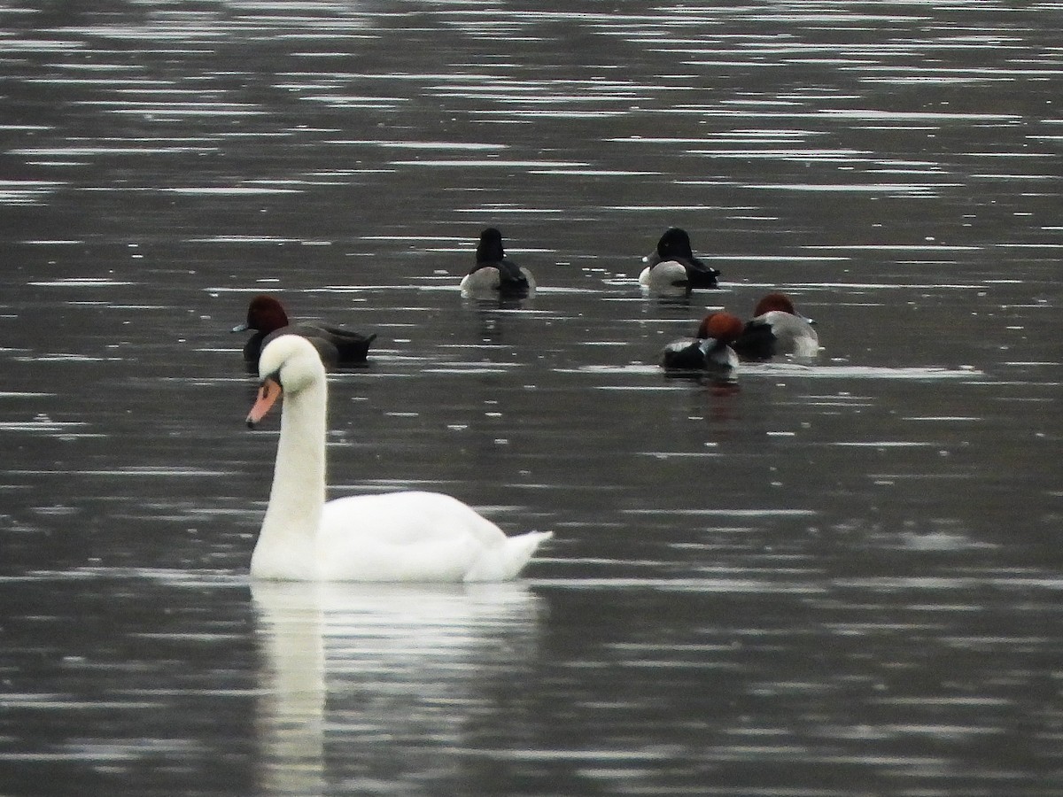 アメリカホシハジロ - ML647650884